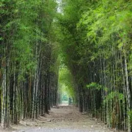 Hutan Bambu Keputih Surabaya