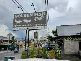 Golden Fish Story