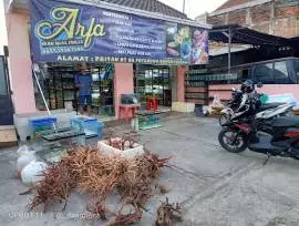 ARFA IKAN HIAS JOGJA