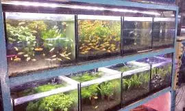 Rahayu Fish & Aquarium Design