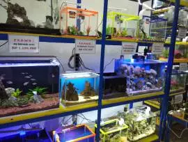  Anggrek Aquarium