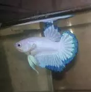 Premium Betta Samarinda