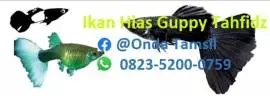 Ikan Hias Guppy Tahfidz