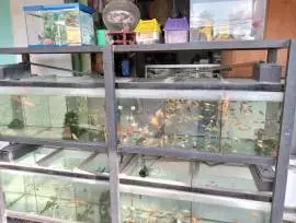 Toko ikan hias & aquarium jaya abadi