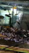 Aquarium dan ikan hias