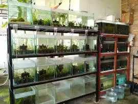 Ard Nature Aquarium