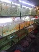 IKAN HIAS PANDAWA