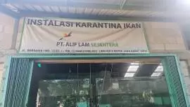 Agen Ikan Hias Depok (Marjuki)