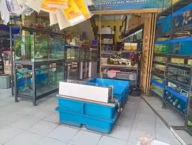 Handoko Aquarium Toko Ikan Hias