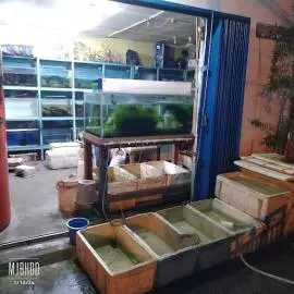 Toko ikan Hias Apin