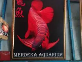 Merdeka Aquarium