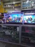 Toko Mutiara Aquarium