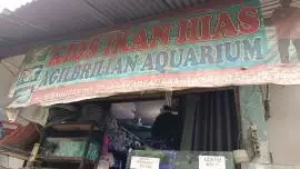 Toko Ikan Hias Agilbrilian Aquarium