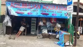 Toko ikan hias Agilbrilian aquarium 2