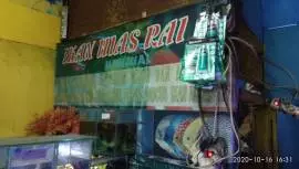 Toko ikan hias Rai 99