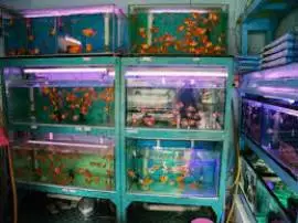 Andik Aquarium