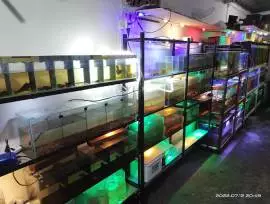 Gallery Arshinta Barokah Fish