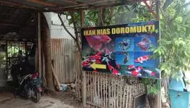 Ikan hias doromukti