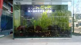 Aquarium Ngemplak