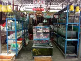 Toko Ikan Hias Cempaka aquatic, cepoko Magetan