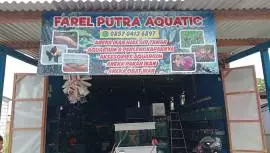 IKAN HIAS FAREL PUTRA AQUATIC