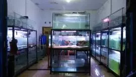 Jual Ikan Hias Cikarang Selatan