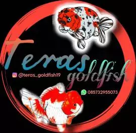 Teras Goldfish 19