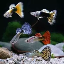 GUPPY SURABAYA (IKAN HIAS)